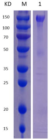 12% SDS-PAGE analysis profiles of purified MCR_RS05420-49-955 (CBB stained).